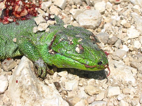 Lacerta trilineata