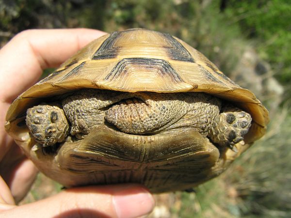 Testudo graeca