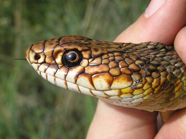 Dolichophis caspius