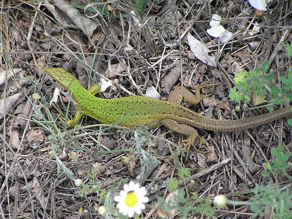 Lacerta viridis