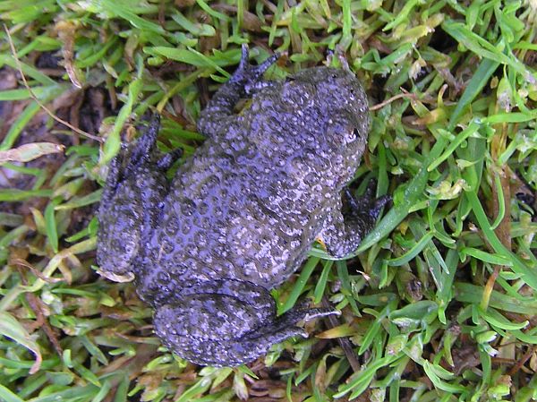 Bombina variegata