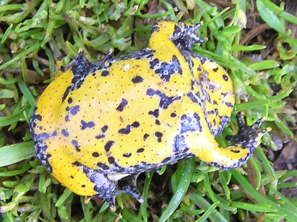 Bombina variegata