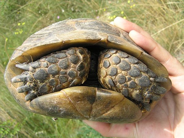 Testudo graeca