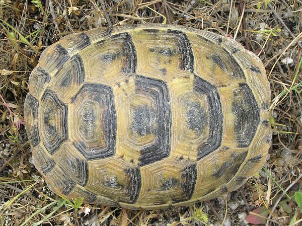 Testudo graeca