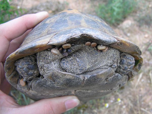 Testudo graeca