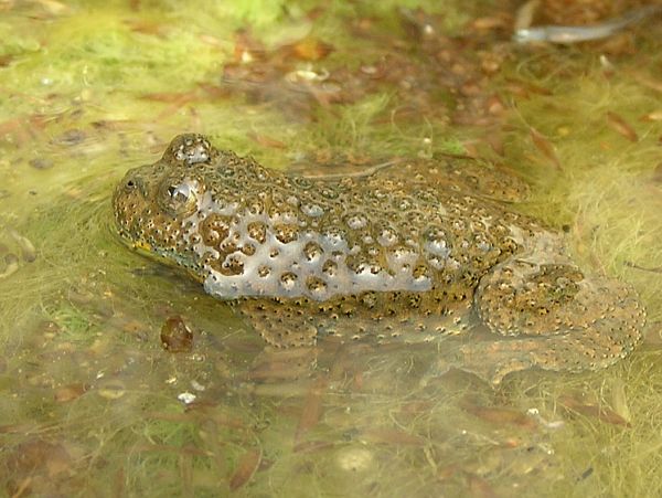 Bombina variegata