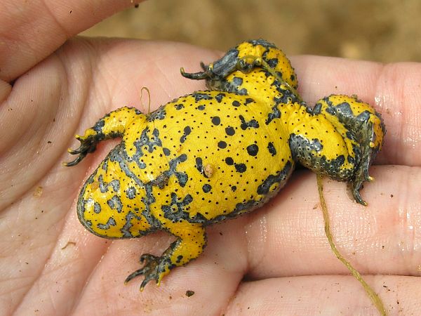 Bombina variegata