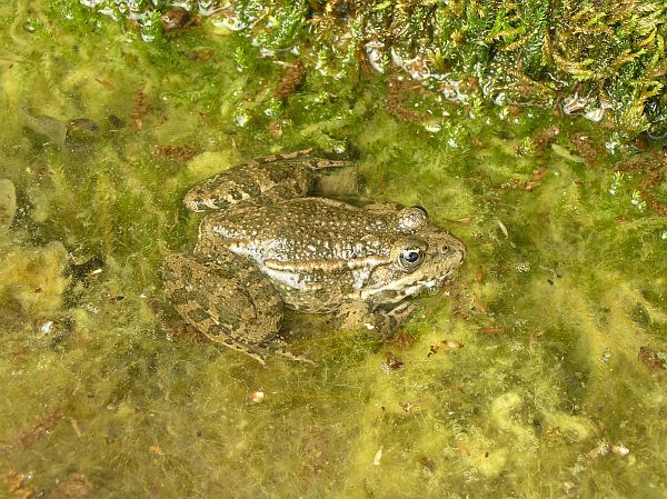 Pelophylax ridibundus