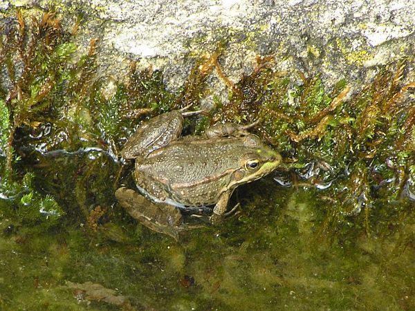 Pelophylax ridibundus