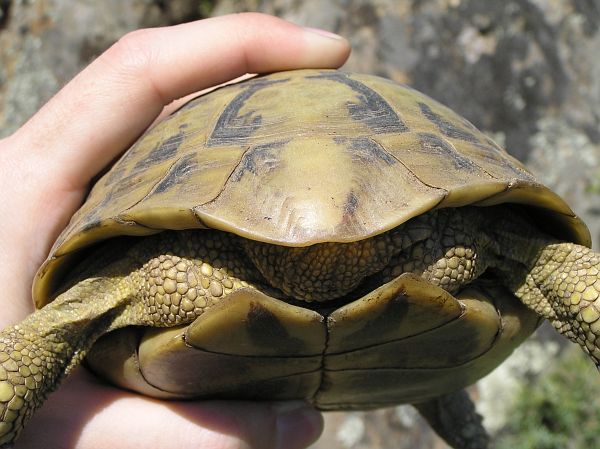 Testudo hermanni