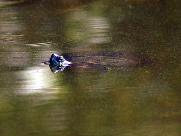 Trachemys scripta