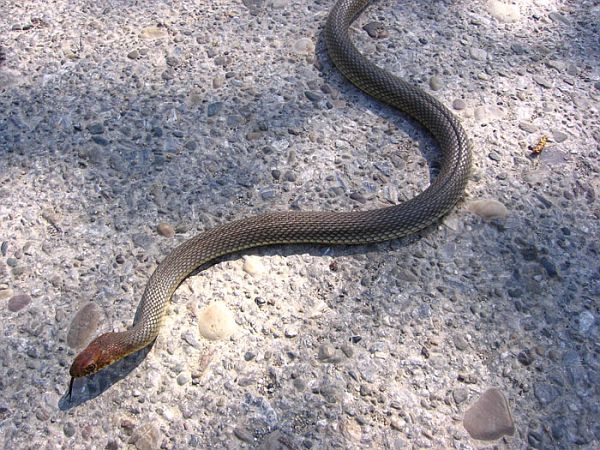 Dolichophis caspius