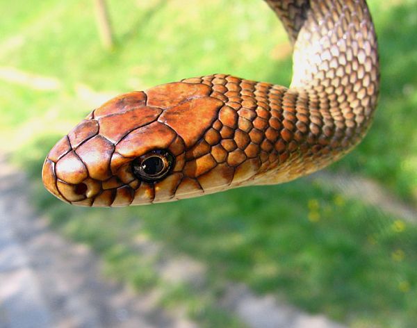 Dolichophis caspius