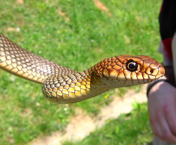 Dolichophis caspius