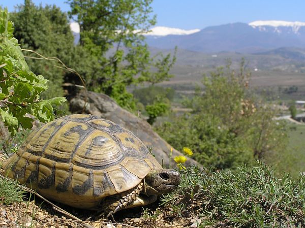 Testudo hermanni