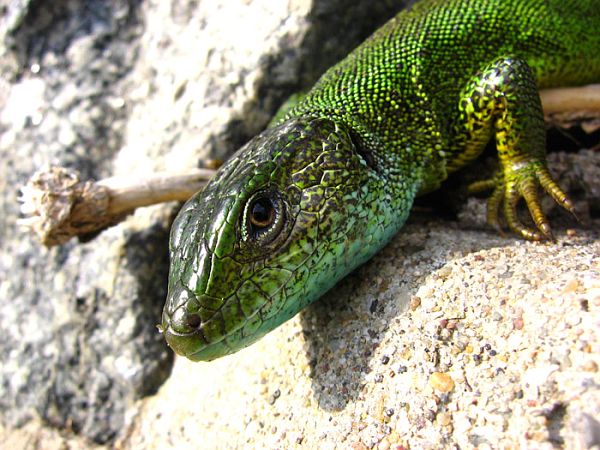 Lacerta viridis