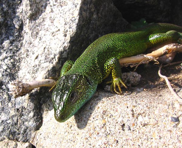 Lacerta viridis