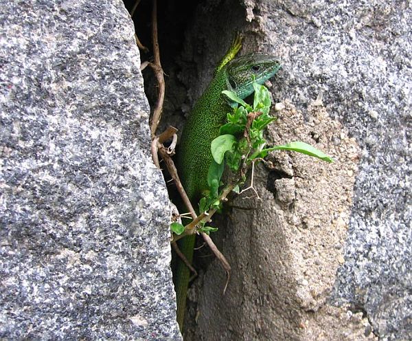 Lacerta viridis