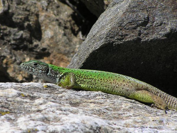 Lacerta viridis