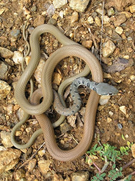 Platyceps najadum