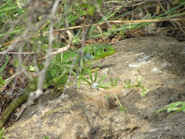 Lacerta trilineata