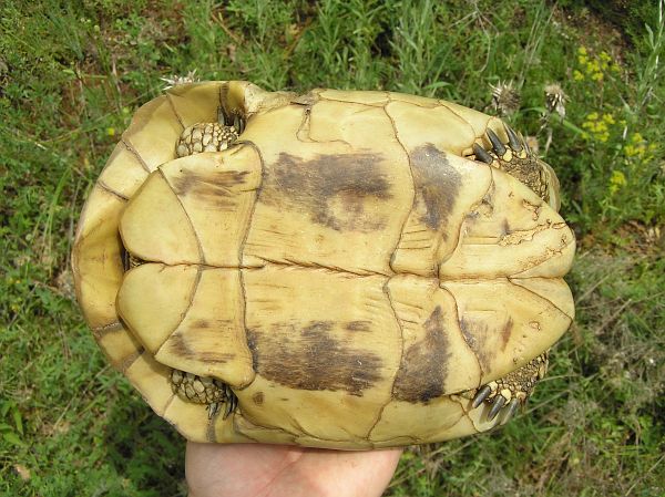 Testudo hermanni