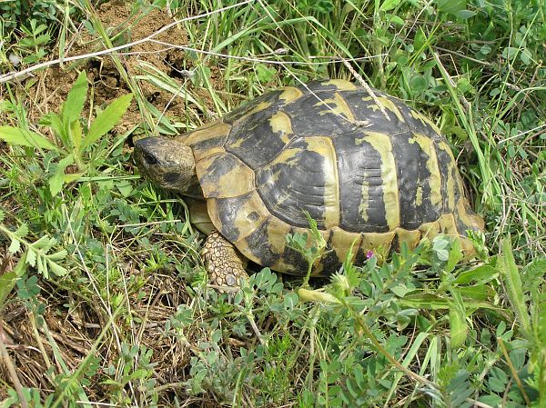 Testudo hermanni