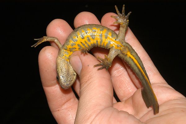 Triturus macedonicus