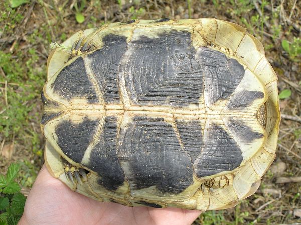 Testudo hermanni