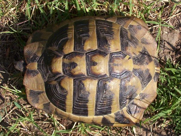 Testudo hermanni