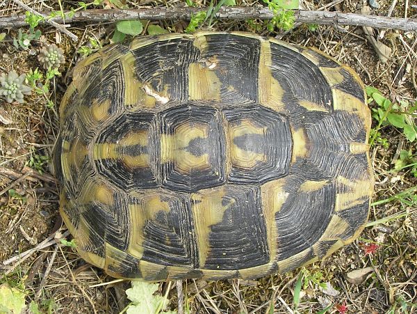 Testudo hermanni