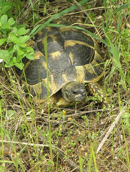 Testudo hermanni