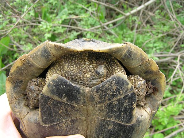 Testudo hermanni