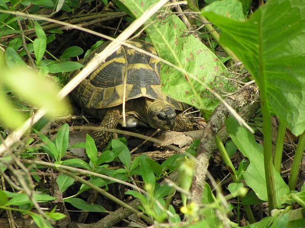 Testudo hermanni