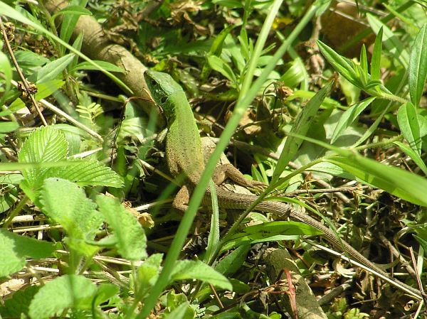 Lacerta viridis