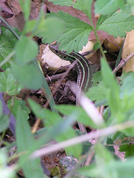 Lacerta trilineata