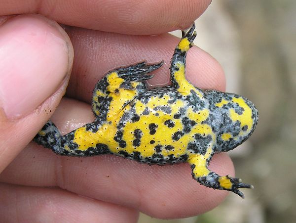 Bombina variegata