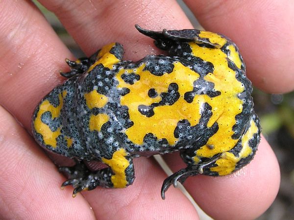 Bombina variegata