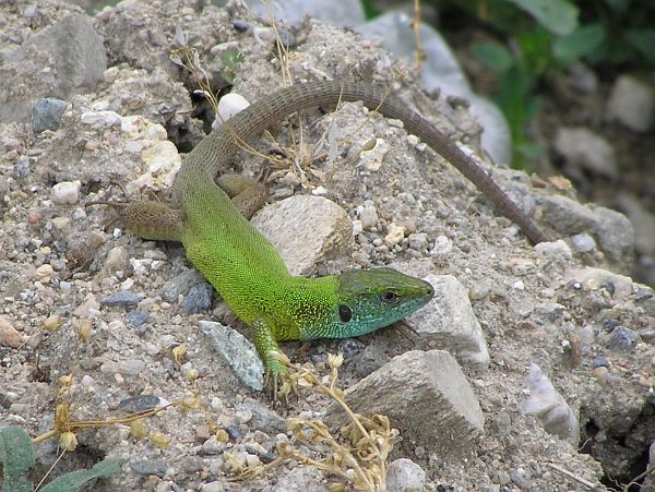 Lacerta viridis