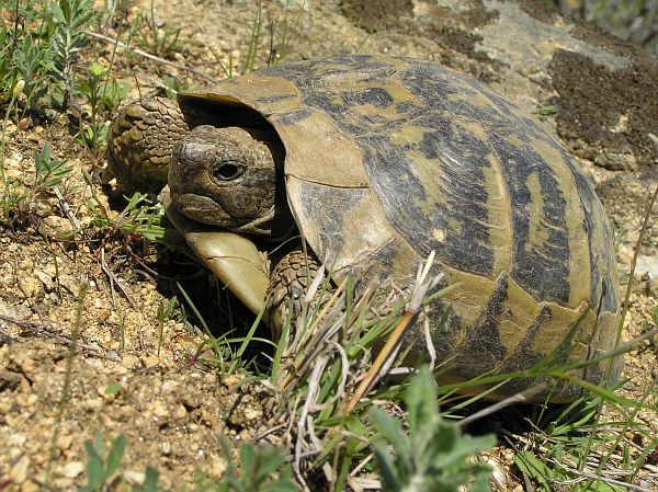 Testudo hermanni