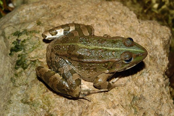 Pelophylax shqipericus