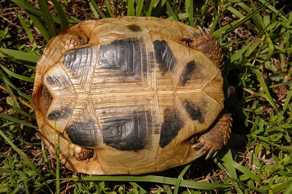 Testudo hermanni