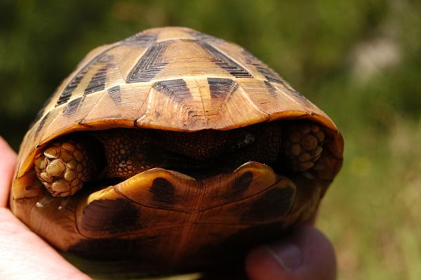 Testudo hermanni