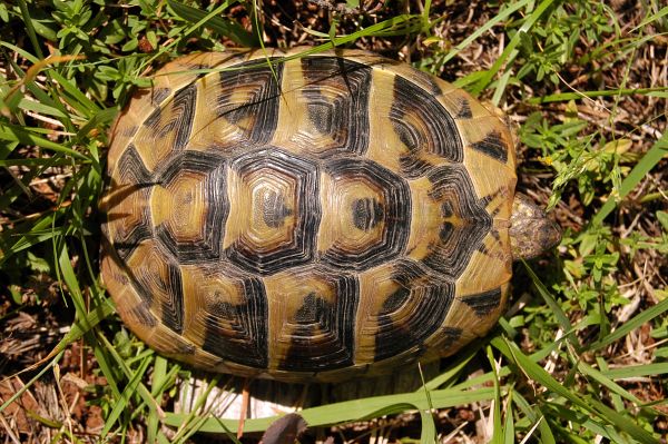 Testudo hermanni