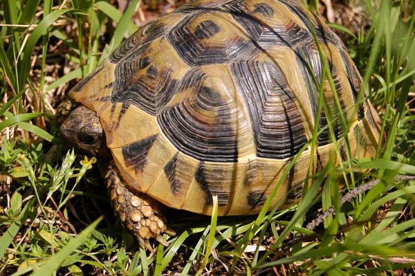 Testudo hermanni