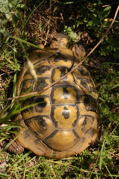 Testudo hermanni