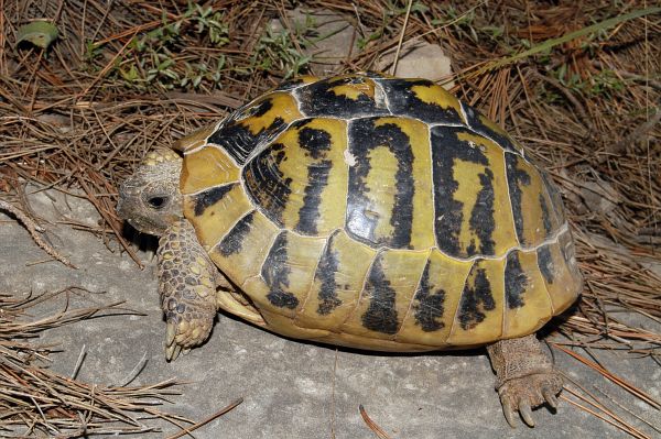 Testudo hermanni