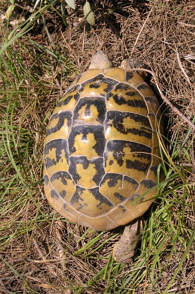 Testudo hermanni