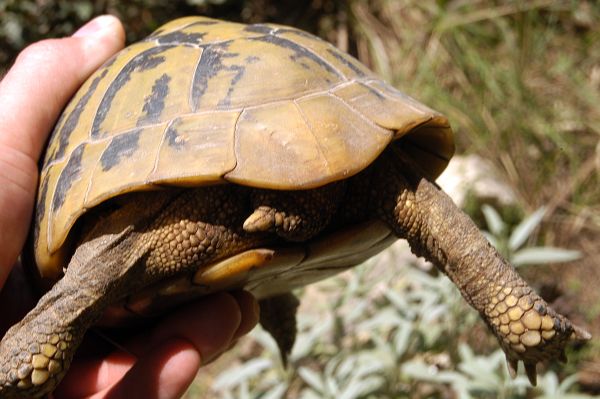 Testudo hermanni