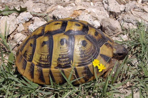 Testudo hermanni